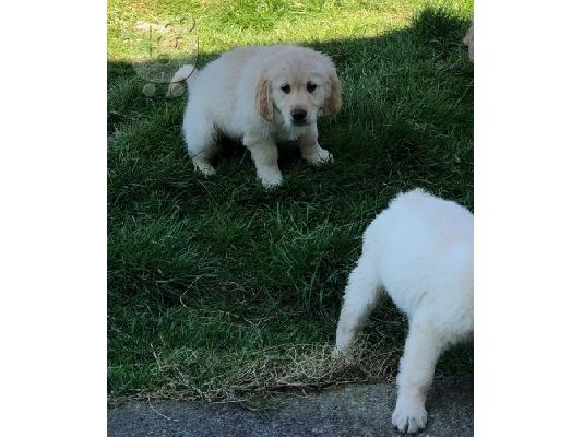 Όμορφα κουτάβια Golden Retriever